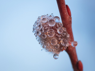 Close-up of catkin willow blossoms covered by dew drops by seaside on sunset © Ilga