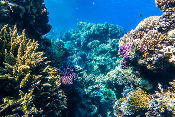 Fototapeta na wymiar Coral Reef And Tropical Fish In The Ocean, Red Sea. Blue Turquoise Water, Different Types Of Hard Corals (Branching, Massive, Fire), Living Corals, Underwater Diversity.