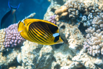 Raccoon Butterflyfish (Chaetodon lunula) Over The Coral Reef, Clear Blue Turquoise Water. Colorful Tropical Fish In The Ocean. Beauty Stripped Saltwater Butterfly Fish In The Red Sea, Egypt. Close Up