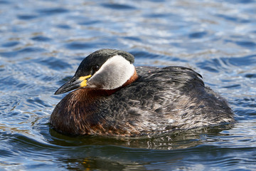 Red-necked grebe (Podiceps grisegena)