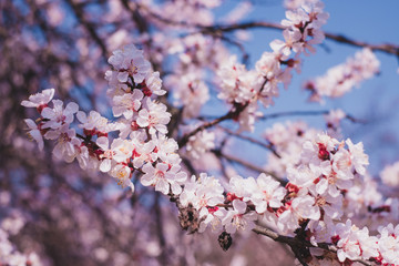 Blooming pink apricot flowers on tree branch