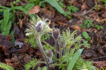 Die Gewöhnliche Kuhschelle (Pulsatilla vulgaris, auch Gewöhnliche Küchenschelle genannt, ist eine Pflanzenart in der Familie der Hahnenfußgewächse (Ranunculaceae). 