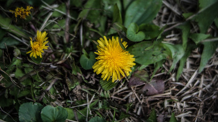 yellow dandelion flower in the grass