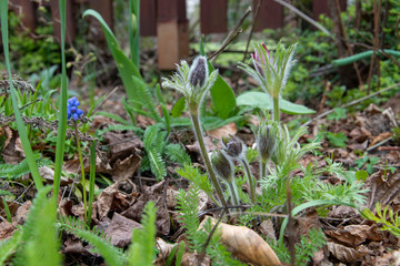 Die Gewöhnliche Kuhschelle (Pulsatilla vulgaris, auch Gewöhnliche Küchenschelle genannt, ist eine Pflanzenart in der Familie der Hahnenfußgewächse (Ranunculaceae). 
