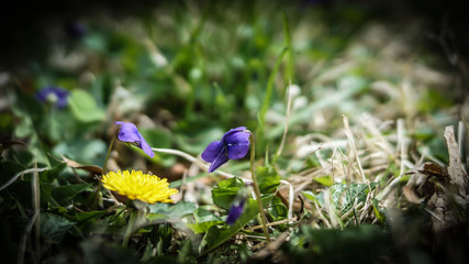 Beautiful purple flowers growing in a field with shallow depth of field