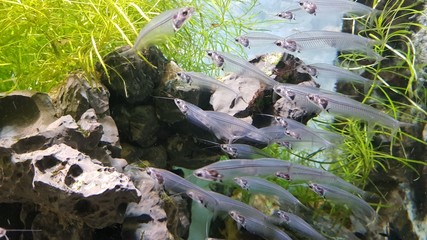 Indischer Glaswels (Kryptopterus vitreolus)