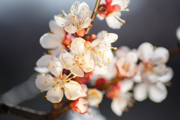 Blooming pink apricot flowers on tree branch