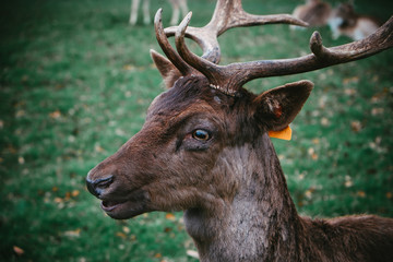 Deer in the forest, Phoenix Park, Dublin - Ireland 
