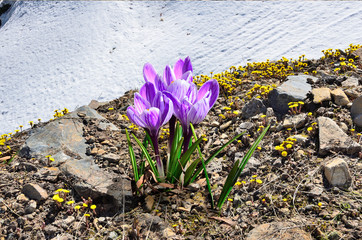 Bunch of violet crocus flowers and many bright yellow foalfoot or coltsfoot flowers (Tussilago farfara) between stones - early spring landscape. Snowy slope of hill on background. Springtime begin