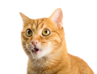 Fototapeta na wymiar Ginger cat on white background