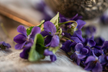 Violet violets flowers bloom from a spring forest. Viola odorata styled studio shot of fragrant edible flower blossom used for decoration, skin care and as alternative medicine remedy tea ingredience 