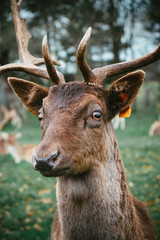 Deer in the forest, Phoenix Park, Dublin - Ireland 