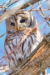 Barred owl