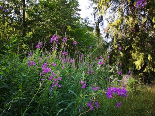 summer weekend in imatra finland