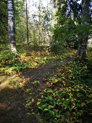 Fototapeta premium summer weekend in imatra finland