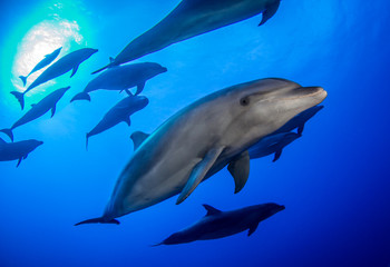 Obraz na płótnie Canvas Group of dolphins