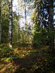 Fototapeta premium summer weekend in imatra finland