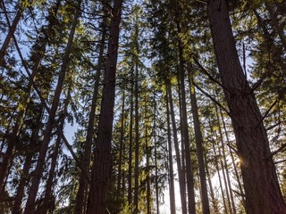 Angled shot showing sunlight streaming through the canopy of a coniferous forest, with lively green colors contrasting bright and deep blue areas in the sky.