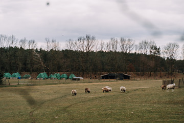 Sheep and lambs grazing on a farm and grass outside in moody cloudy weather