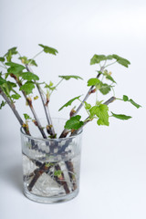 Cuttings of black currant on a white background. Cuttings.