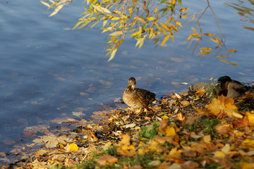 A duck stands on the banks of a river. Around the fallen autumn foliage, sunny.