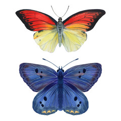 Butterflies for invitation cards, drawn in watercolor. Butterflies are blue and orange.