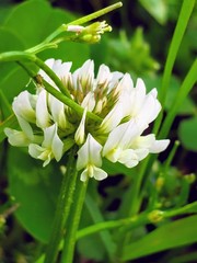 white flower