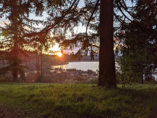 Sunset over a distant lake, as seen from underneath a stand of conifer trees, with strong lens flare effect in the brightest parts of the photo