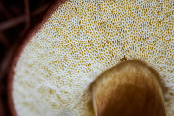 Boletus mushroom underside