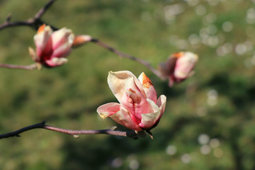 Pink magnolia flowers on tree	
