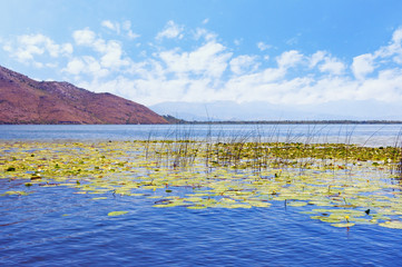 Beautiful summer landscape, lake with water lilies. View of National Park Lake Skadar.  Montenegro