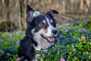 Spring border collie