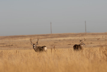 Mule and Whitetial Buck in a Field During the Fall Rut
