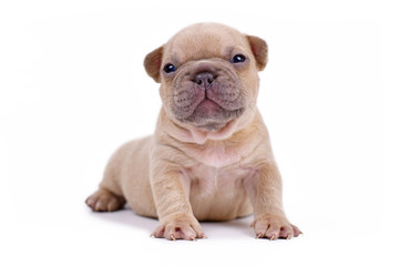 Cream lilac fawn colored 3 weeks old French Bulldog dog puppy with blue eyes and happy face isolated on white background