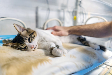 Cat On A Incubator.