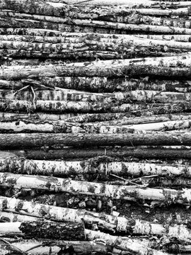 A heap of tree logs