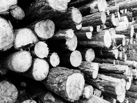 A heap of tree logs