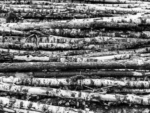 A heap of tree logs
