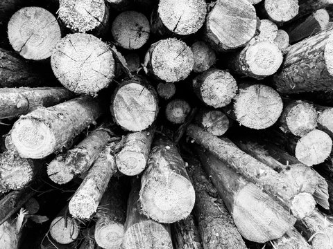 A heap of tree logs