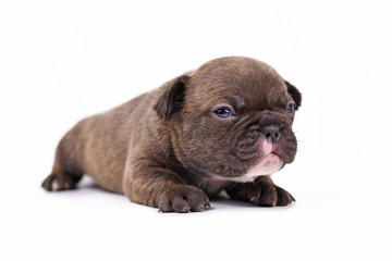 Chocolate brindle colored 3 weeks old French Bulldog dog puppy with blue eyes isolated on white background