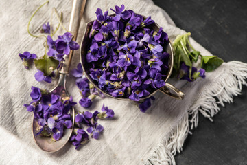 Obraz na płótnie Canvas Violet violets flowers bloom in the close up studio shot styled photography. Viola odorata 