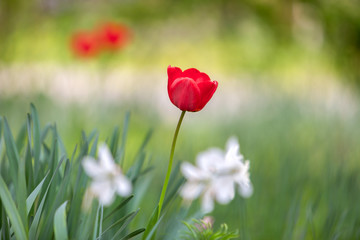 Closeup of red tulip flowers blooming in spring garden outdoors.
