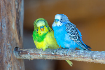 Colorful parrots in a cage at a zoo.