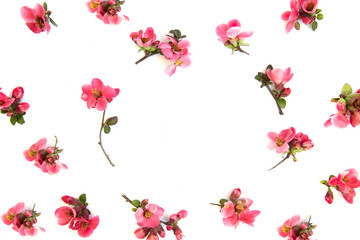 Round frame with pink buds of flowers, branches and leaves isolated on a white background. layout, top view, space.