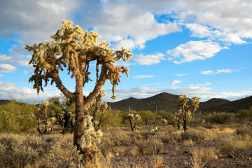 A cholla cactus in the Nevada Mojave desert, with clouds in the sky