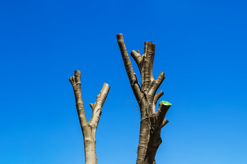 Bare tree with cut branches on a background of bright spring sky. Annual seasonal pruning of city...