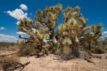 A giant, ancient joshua tree in Arizona, with clouds in the sky
