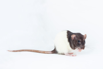 Beautiful decorative rat turned sideways closeup. Isolated on a white background.