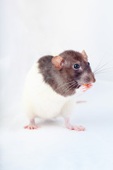 Fototapeta na wymiar Cute black and white decorative rat eats standing on its hind legs. Isolated on a white background.