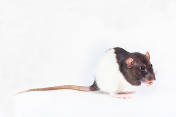 decorative rat eats a treat close-up. Isolated on a white background.